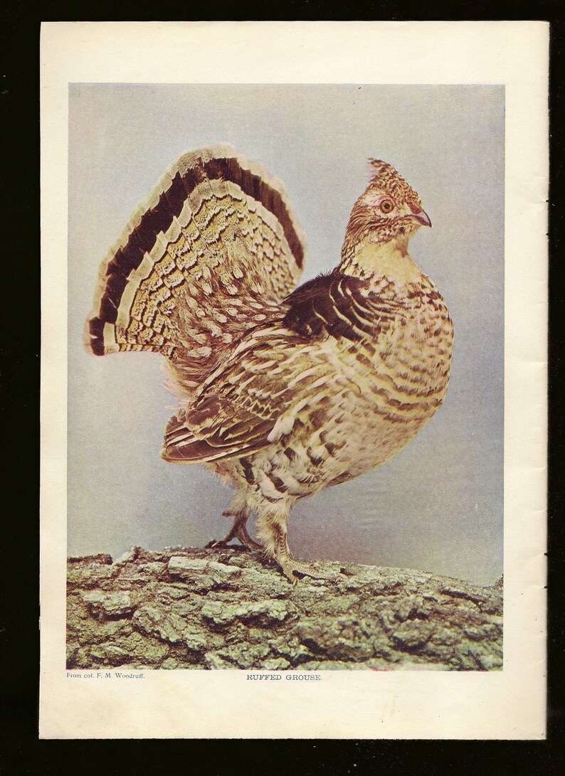 Original Antique Color Photo Bookplate Ruffed Grouse June 1897