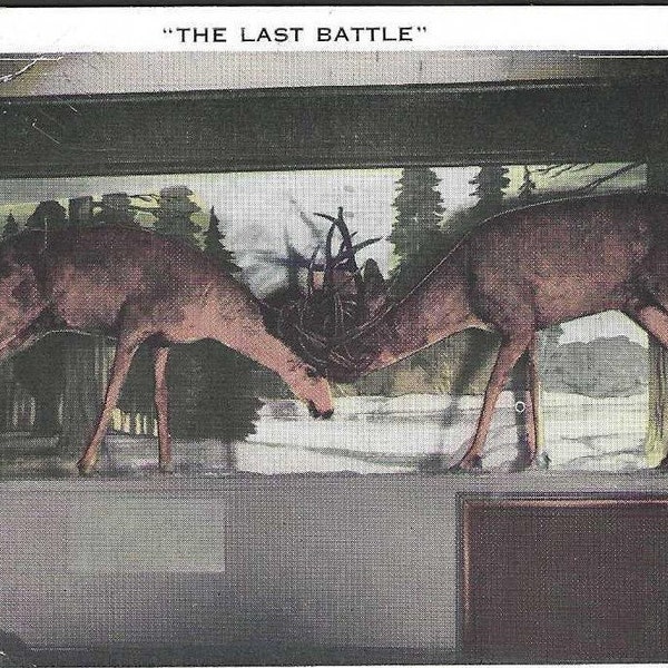 Cloverdale California The Lockhorn Restaurant The Last Battle - Mule Deer Vintage Postcard
