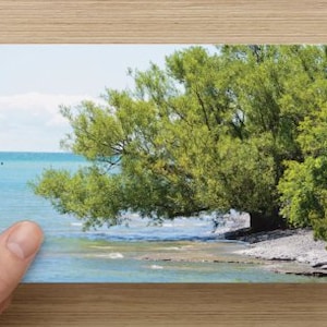 Tree at Water’s Edge Nature Photography Blank Photo Note Card Life on the Edge All occasion Note Card