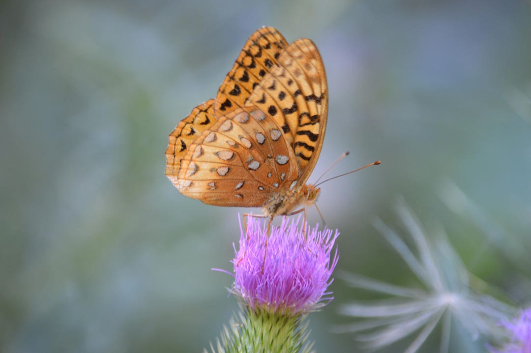 Butterfly on Thistle Flower on Blank Note Card 5 X 7 Perfect All ...