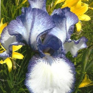 Puede incluir: Primer plano de una flor de iris azul y blanco con un centro blanco. La flor est&aacute; rodeada de flores de lirio amarillo.