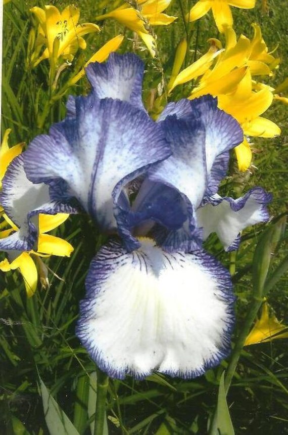 Purple and White Iris Floral Photography Blank Note Card - Creative Stitchery