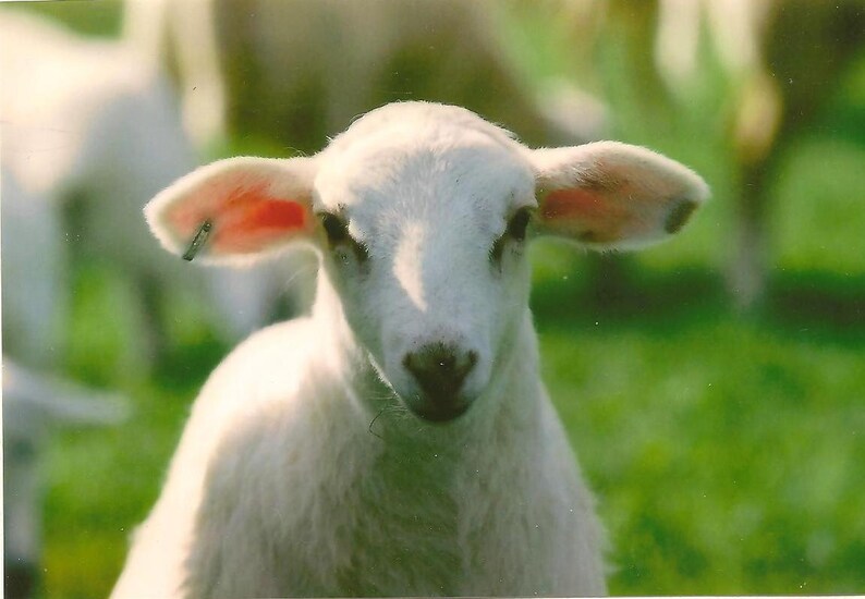 White Lamb Photograph on Blank Note Card Farm Animal Etsy