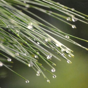 May include: Close-up of pine needles with water droplets on them. The needles are green and the droplets are clear.