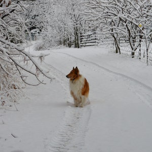 Carte de Noël photo Happy COLLIE Days Carte de Noël unique pour Collie blanc et neige fraîche qui tombe sur les arbres