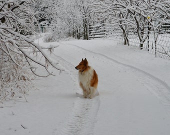 Happy COLLIE Days Photo Christmas Card Fresh Snow Fall on Trees And Sable and White Collie Unique Christmas Card