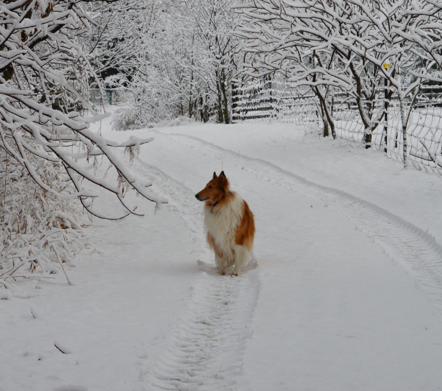 Christmas collie in the snow Drawing & Illustration Digital etna.com.pe