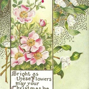 Carte postale de Noël antique rose pâle de 1909 roses sauvages et branches de baies blanches en relief - Aussi lumineuses que soient ces fleurs, que votre Noël soit