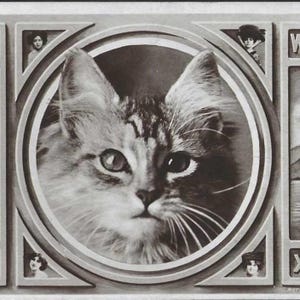 Carte postale de Noël antique avec photo réelle en noir et blanc, visage de chat/chaton, rotographe Co 1909 Meilleurs voeux pour Noël