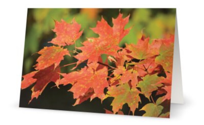 Red Orange Fall Colored Maple Leaves Nature Photography on Blank Note Card Perfect All Occasion Card or For Framing