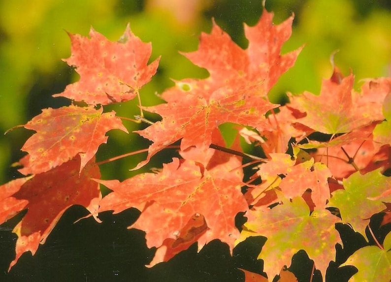 Red Orange Fall Colored Maple Leaves Nature Photography on Blank Note Card Perfect All Occasion Card or For Framing