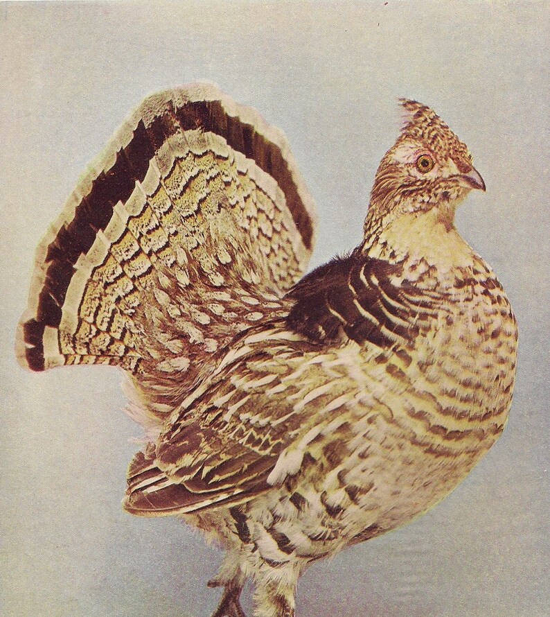 Original Antique Color Photo Bookplate Ruffed Grouse June 1897