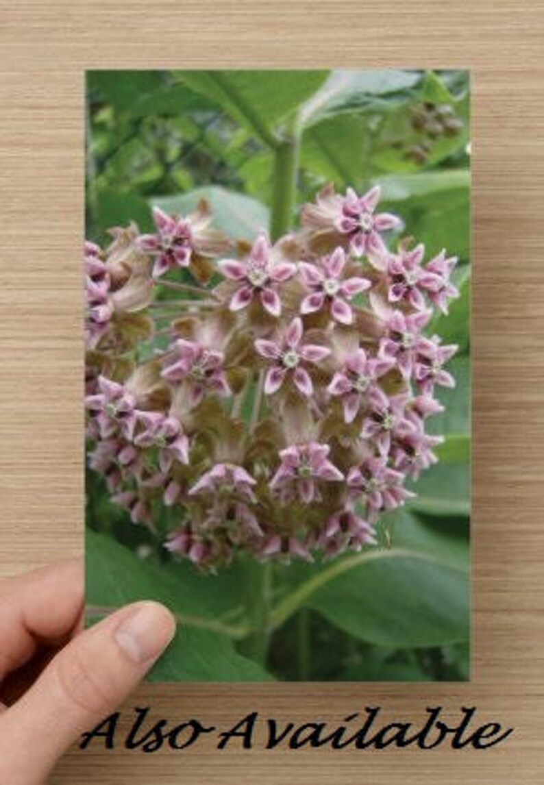 Kaleidoscope Pink Milkweed Flower Macro Photograph on Blank Note Card Perfect All Occasion Card Pink Wildflower image 3