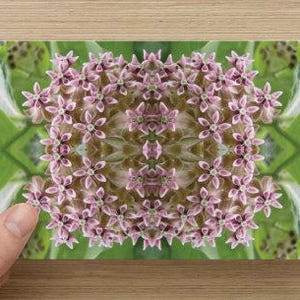 Macrophotographie de fleur d'asclépiade rose kaléidoscope sur un bloc-notes vierge, carte parfaite pour toutes les occasions, fleurs sauvages roses