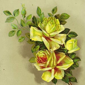 Carte postale ancienne « Love to Baby » de Blackpool : roses jaunes, bienvenue au nouveau bébé