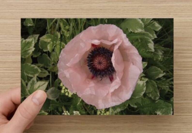 Pink Poppy Velveteen Decorative Pillow Cover 18x18 Romantic Spring Home Décor ~ August Flower image 3