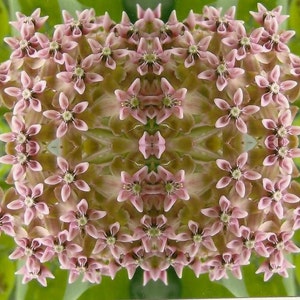 Kaleidoscope Pink Milkweed Flower Macro Photograph on Blank Note Card Perfect All Occasion Card Pink Wildflower image 2