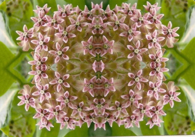 Kaleidoscope Pink Milkweed Flower Macro Photograph on Blank Note Card Perfect All Occasion Card Pink Wildflower image 2