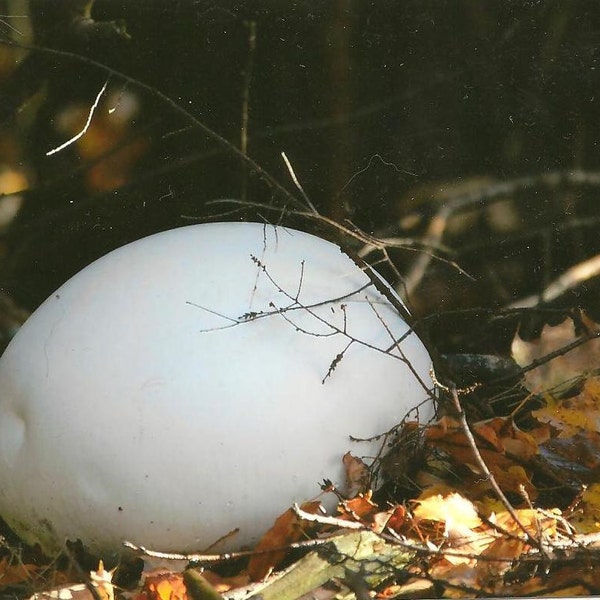 Puffball Mushroom in the Fall Forest Nature Photography on Blank Note Card Giant White Calvatia Gigantia All Occasion Note Card