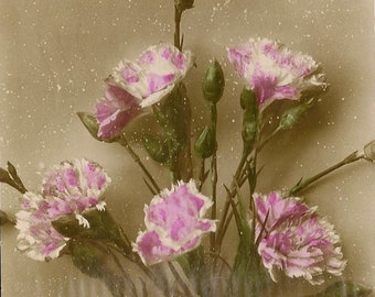 Antique Pink Carnations Easter Postcard (1910s) EAS E A Schwerdtfeger RPPC