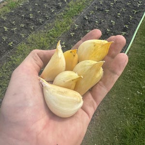 Bio-Elefantenknoblauch – 8 große Zehen | Gratis Versand | Mit Pflanzanleitung
