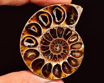 Natuurlijke fossiele ammoniet cabochon – spiraalvormige schelp edelsteen – ovale losse fossiele steen voor het maken van sieraden