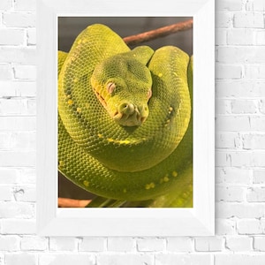 Primo piano di un serpente verde vibrante – Stampa digitale di fauna selvatica per amanti dei rettili, giungla o decorazioni naturaliste