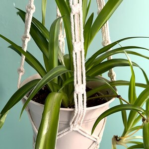 May include: A white ceramic pot with a green plant, hanging from a cream macrame plant hanger. The plant has long, slender green leaves. The background is a solid light blue-green colour.