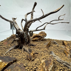 Puede incluir: Una configuración de acuario naturalista con una gran pieza de madera flotante con muchas ramas, rodeada de rocas y grava pequeña. La escena está dentro de un tanque de vidrio, creando un paisaje submarino en miniatura.