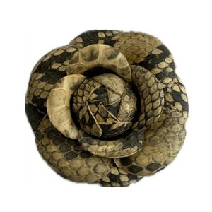 M&S Schmalberg - Spilla a forma di fiore di camelia in vero pitone, 3'. Prodotto negli Stati Uniti.