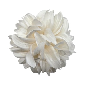 Puede incluir: Primer plano de una flor blanca en capas con múltiples pétalos. La flor tiene forma esférica y está sobre un fondo blanco. Los pétalos tienen un aspecto suave y texturizado.