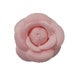 see more listings in the Camellias section