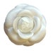 see more listings in the Camellias section