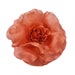 see more listings in the Roses section