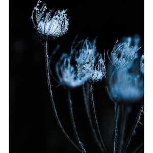 Snow Flower fine art photography giclee wall art