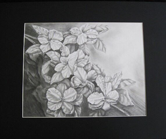 Apple Blossoms Drawing Original Graphite Drawing Matted 16 Etsy