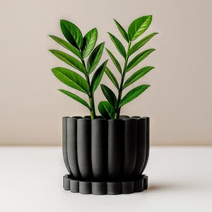 Könnte beinhalten: Eine Topfpflanze mit leuchtend grünen Blättern. Die Pflanze steht in einem schwarzen Topf mit gewelltem Rand und passender Untertasse. Das Design des Topfes weist vertikale Rippen auf, die ein strukturiertes Aussehen erzeugen. Der Hintergrund ist ein neutrales Beige.