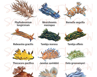 Types of Nudibranchs PNG – Marine Sea Slugs Educational Illustration with Transparent Background