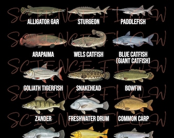 Freshwater River Monsters – Large Freshwater Fish Species Illustration Set