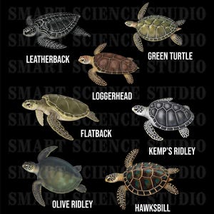 May include: Illustration of seven different types of sea turtles: Leatherback, Green Turtle, Loggerhead, Flatback, Kemp's Ridley, Olive Ridley, and Hawksbill.