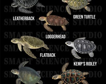 7 Types of Sea Turtles Educational PNG Design, Turtle Species, Marine Life Art for T-shirts, Mugs & More - Transparent Background