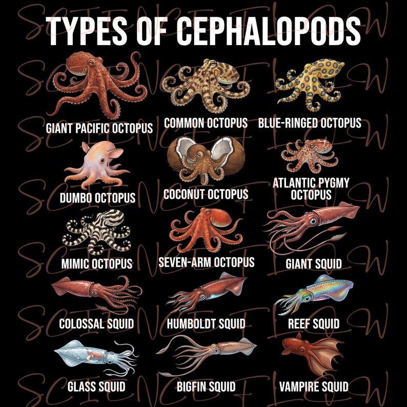 Types of Cephalopods PNG Design – Transparent Background Educational ...