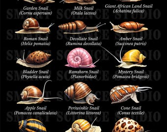 15 Types of Snails Educational PNG Design, Snail Species, Wildlife Art for T-shirts, Mugs & More - Transparent Background