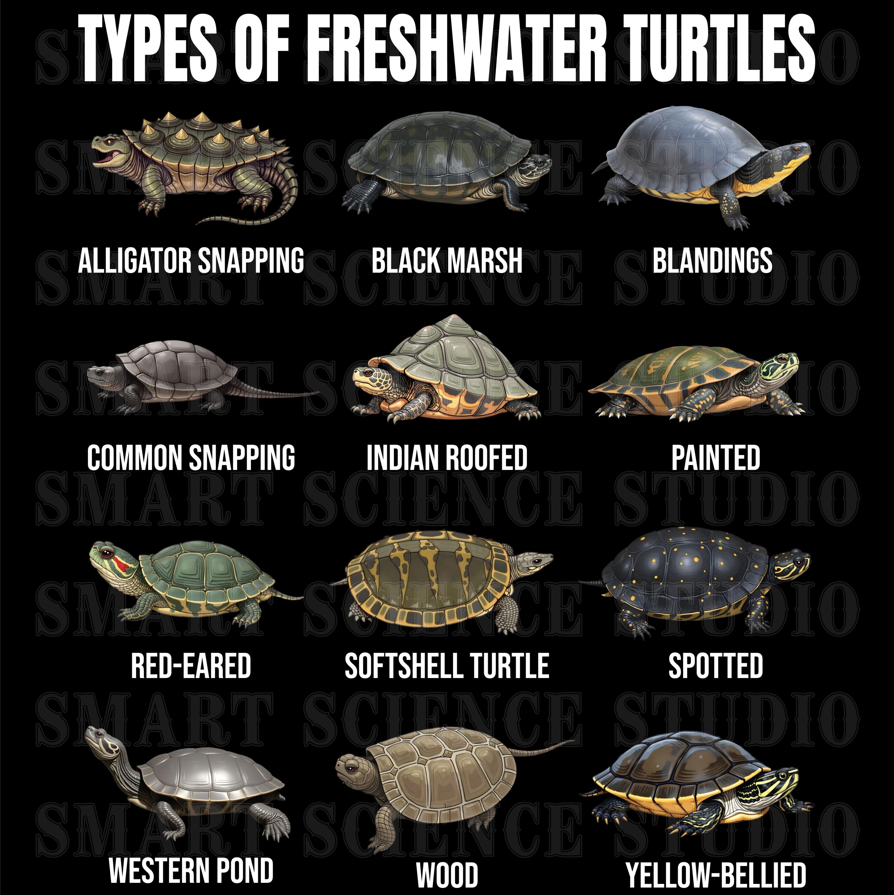 Turtle Spices 12 Types of Freshwater Turtles Educational PNG Design, Turtle Species ...