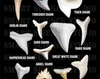 12 Types of Shark Teeth Educational PNG Design, Shark Species, Marine Life Art for T-shirts, Mugs & More - Transparent Background