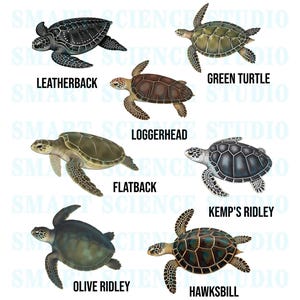7 Types of Sea Turtles Educational PNG Design, Turtle Species, Marine ...