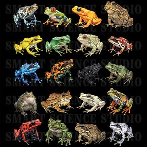 May include: A selection of illustrated frogs in various colours, including green, yellow, orange, red, blue, and black, set against a black backdrop. The frogs display detailed patterns. The text "SMART SCIENCE STUDIO" is visible.