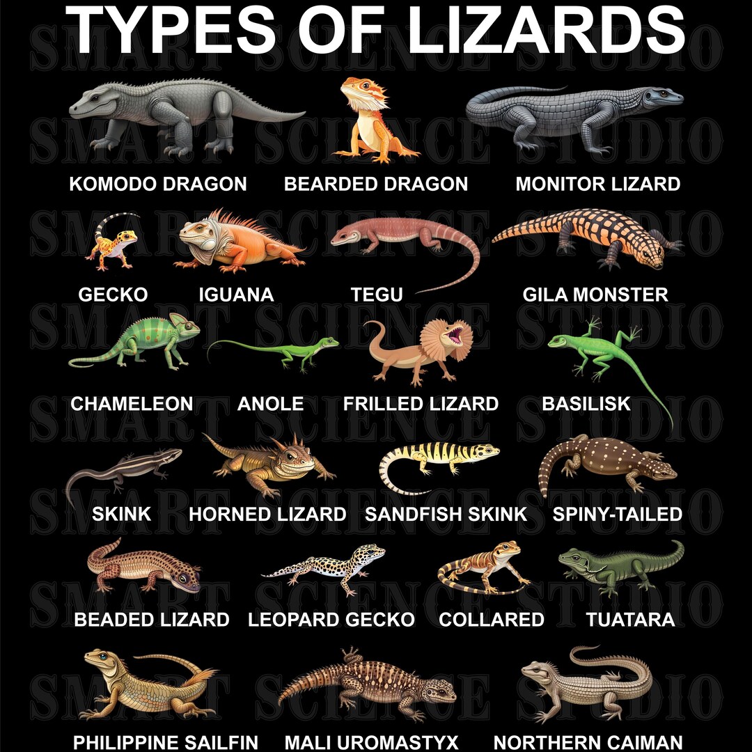 22 Types of Lizards Educational PNG Design, Lizard Species, Reptile ...