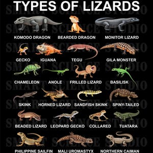 22 Types of Lizards Educational PNG Design, Lizard Species, Reptile Life Art for T-shirts, Mugs & More - Transparent Background