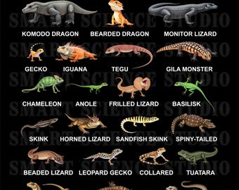22 Types of Lizards Educational PNG Design, Lizard Species, Reptile Life Art for T-shirts, Mugs & More - Transparent Background